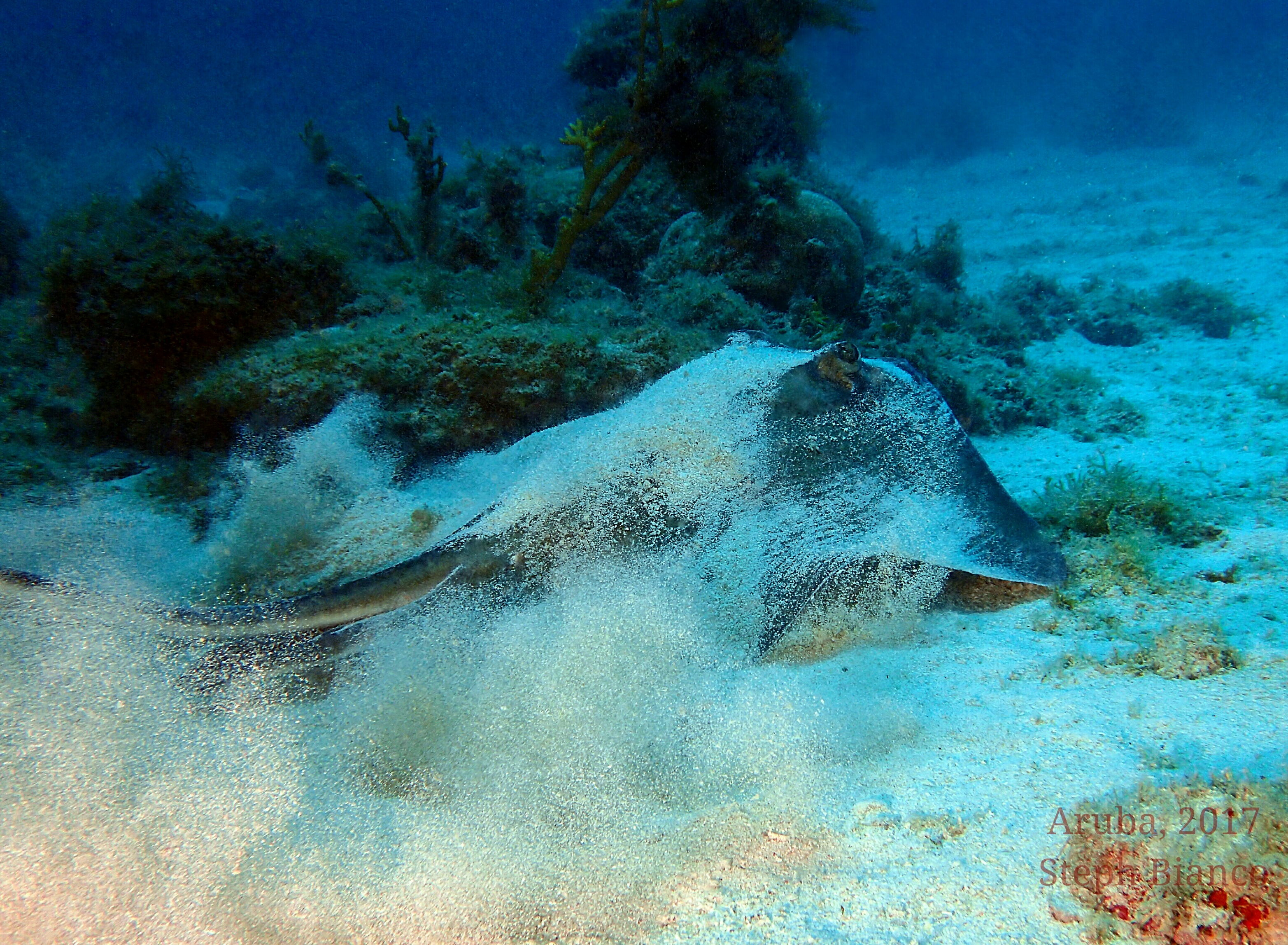 Guided Dives - Pure Diving Aruba